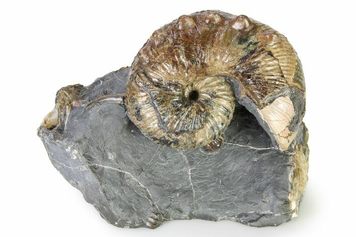 Iridescent Ammonite (Hoploscaphites) Fossil - Montana #316577